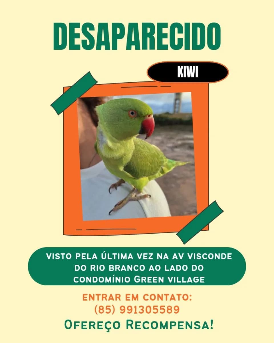 Foto de Perdido — Ring neck verde fêmea perdida. Ela é anilhada. Ofereço recompensa. Ela é minha vida. em Fortaleza, CE