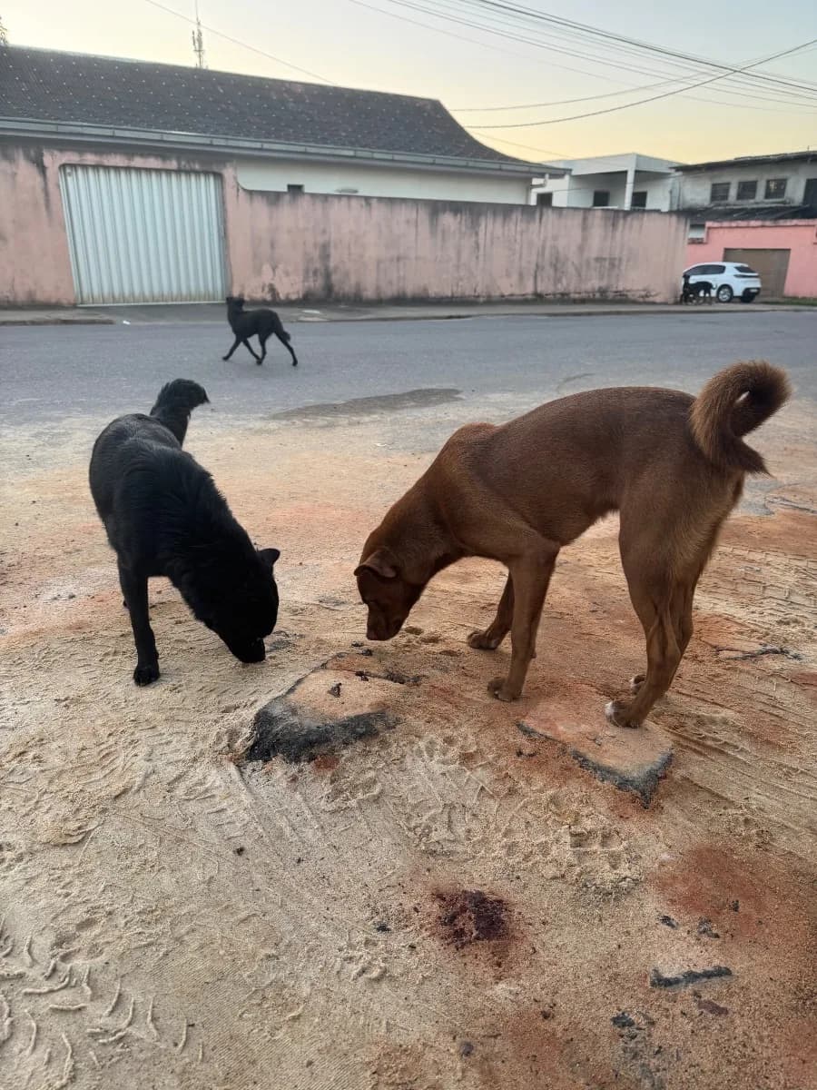 🟠 Caso de Abandono — Três cachorrinhos abandonados no CJ Augusto Montenegro 2
