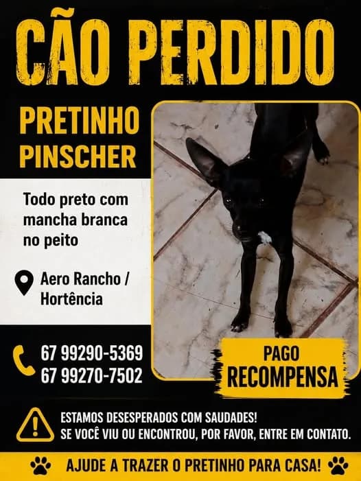🔴 Animal Perdido — Pretinho Pinscher