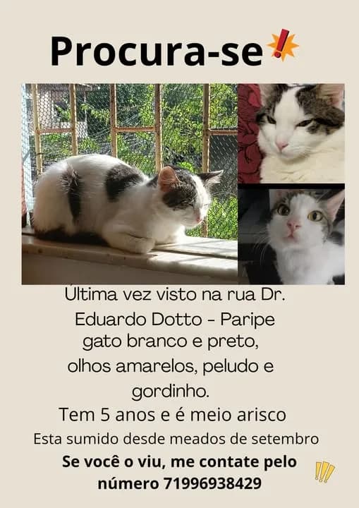 🔴 Animal Perdido — Meu gatinho sumiu