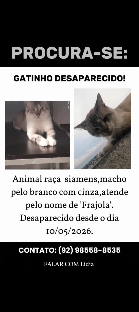 🔴 Animal Perdido — Atende pelo nome "Frajola"
