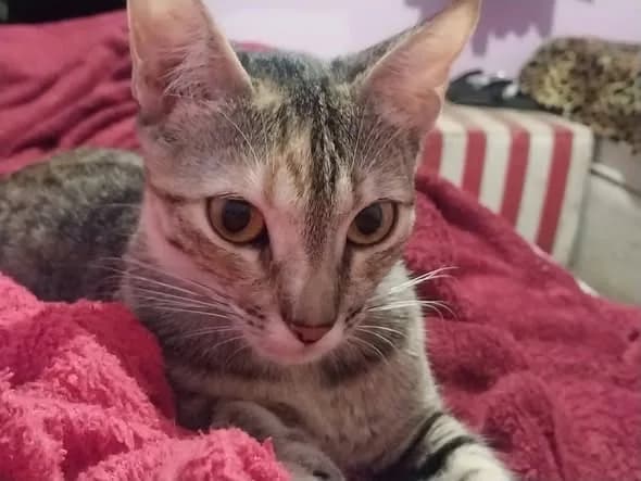 🔴 Animal Perdido — Lily