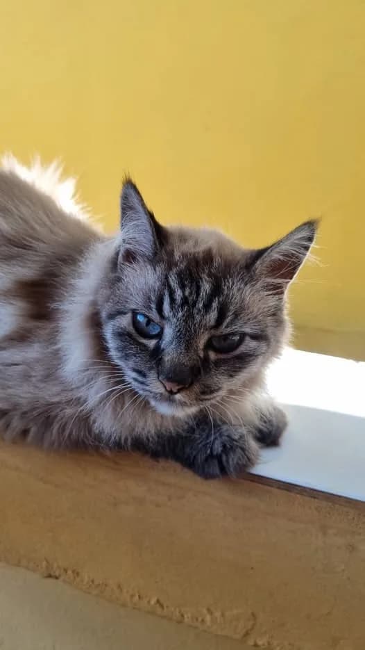 🔴 Animal Perdido — gatinha fugiu