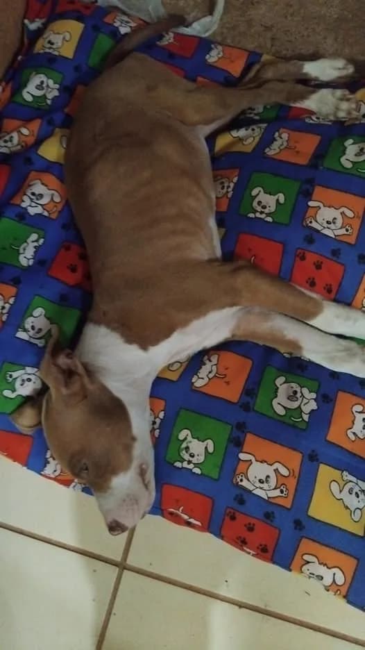 🔴 Animal Perdido — Zeus