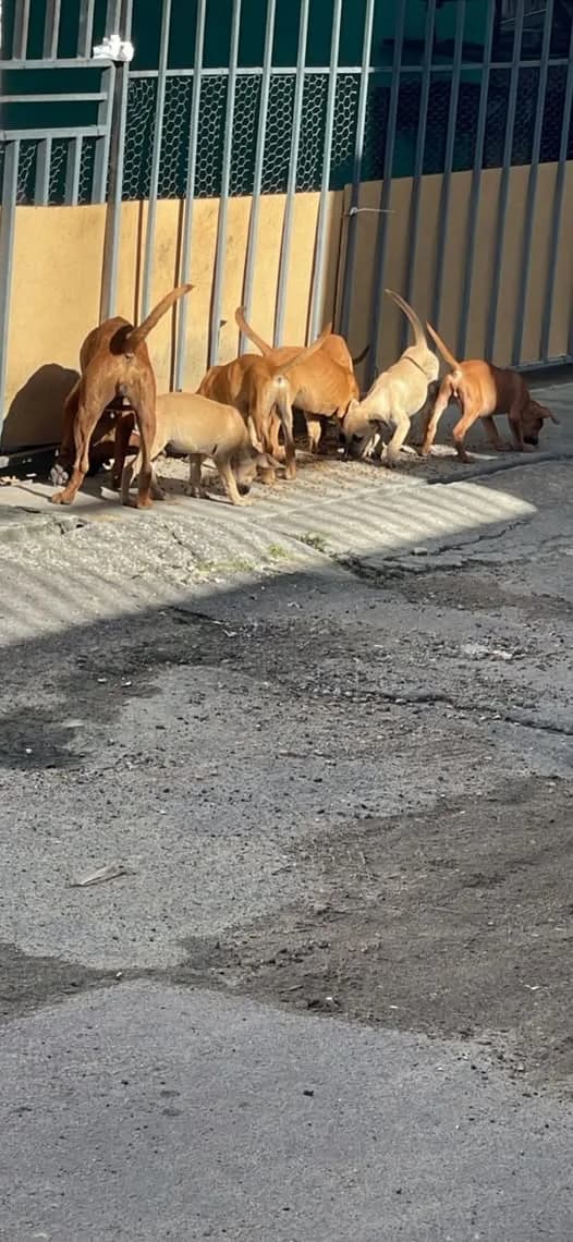 🟠 Caso de Abandono — Mãe e filhotes abandonados