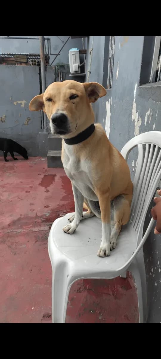 🔴 Animal Perdido — Cachorro caramelo atende pelo nome Mixuga mocinha