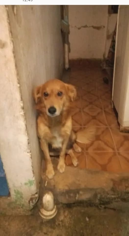 🔴 Animal Perdido