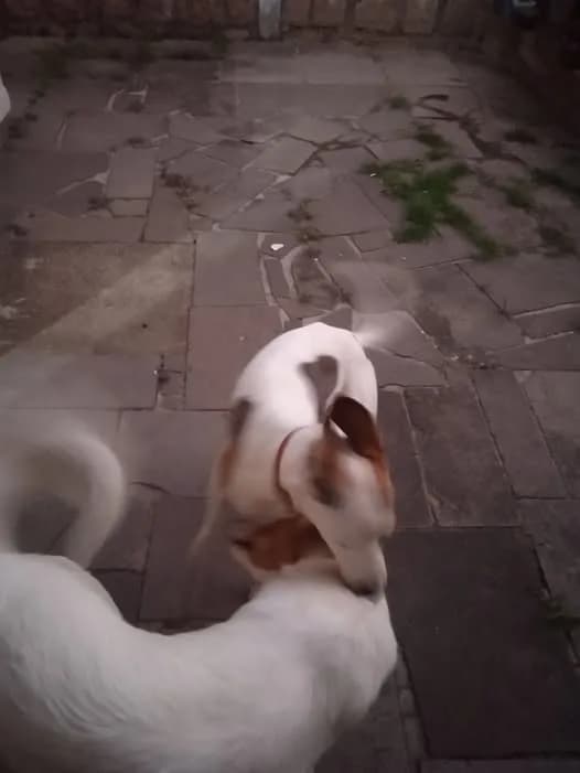 🟠 Caso de Abandono — cachorro abandonado