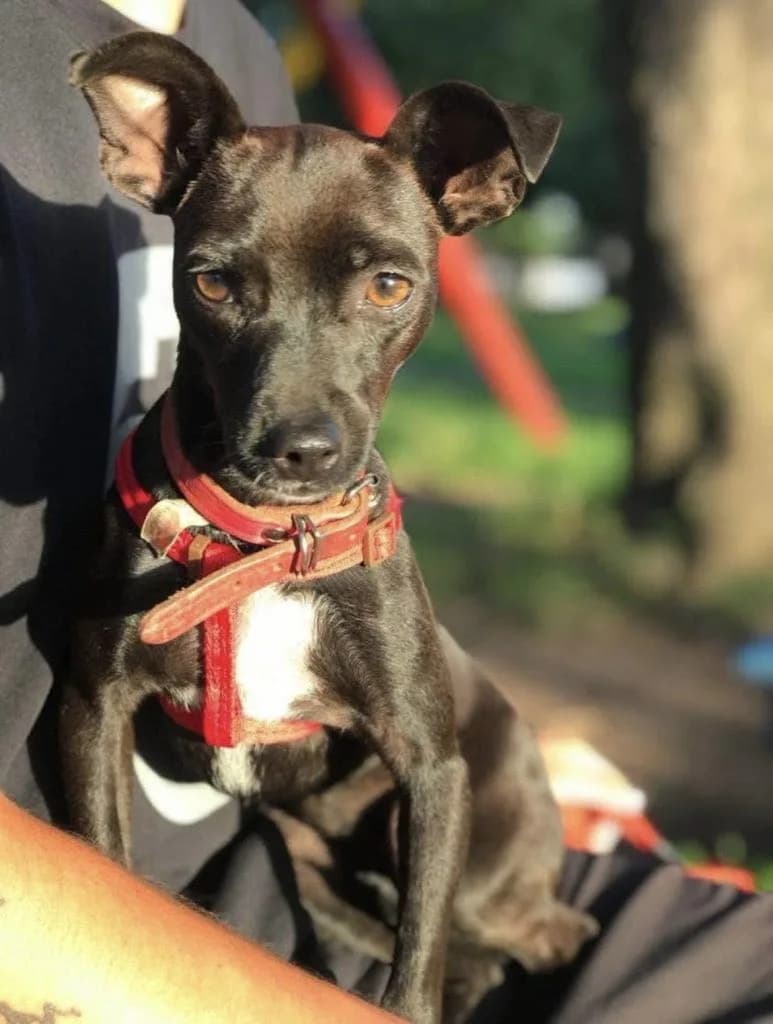 🔴 Animal Perdido — CACHORRINHA ESTAVA COM ESSA ROUPA ROSA BEBÊ