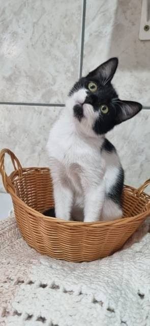 🟠 Caso de Abandono — Gatinha abandonada