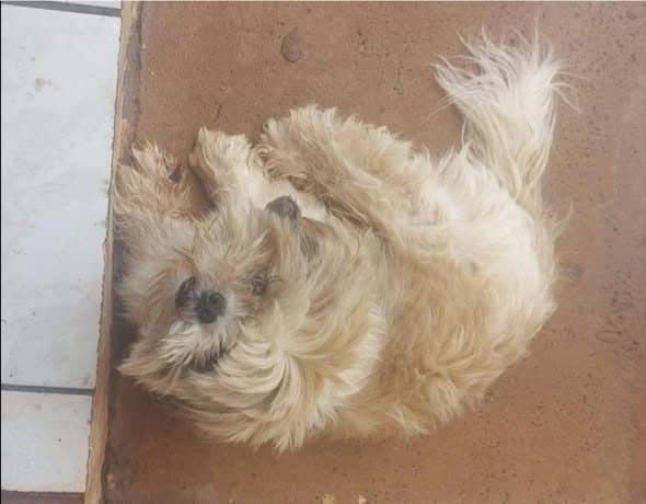 🔴 Animal Perdido — Leozinho
