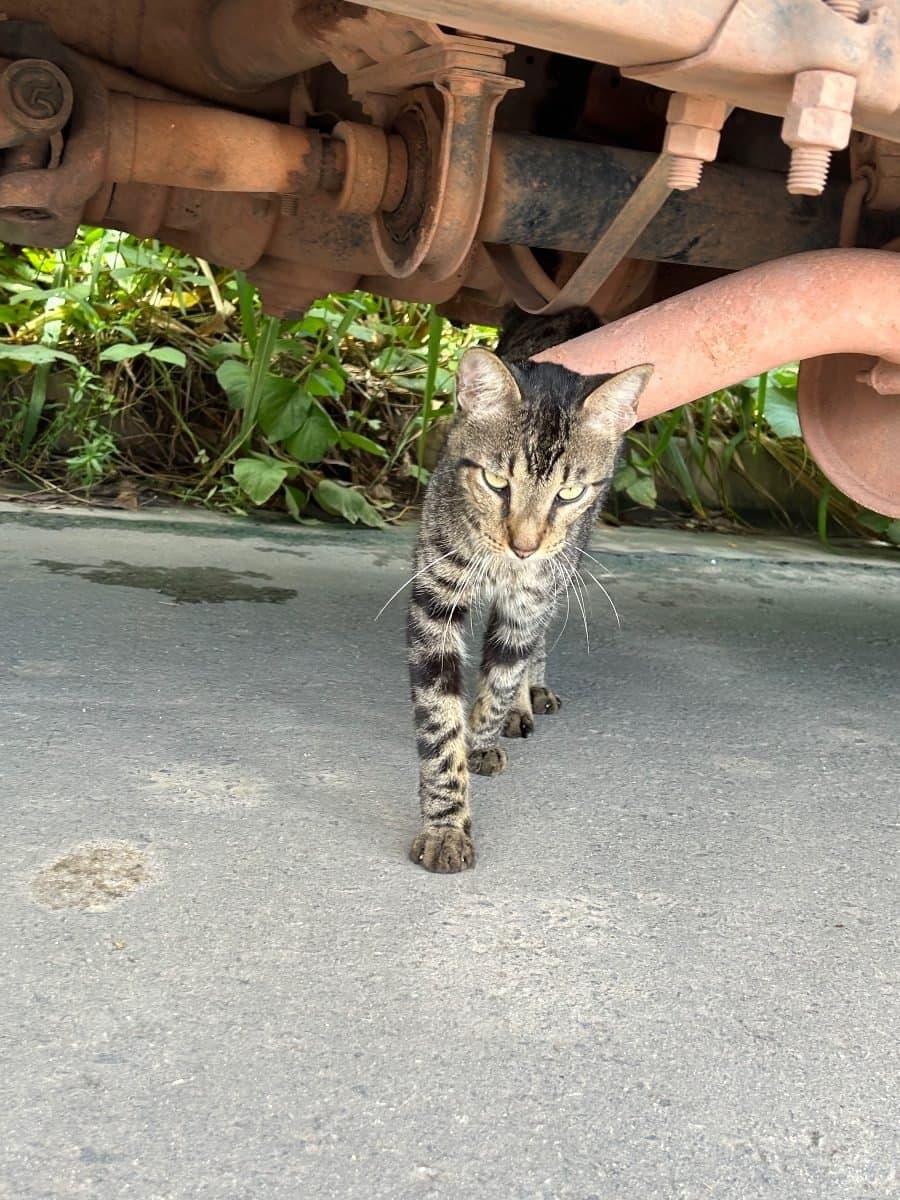 🟠 Caso de Abandono — Gato Rajado no Augusto montenegro (prox Parque Mosaico)