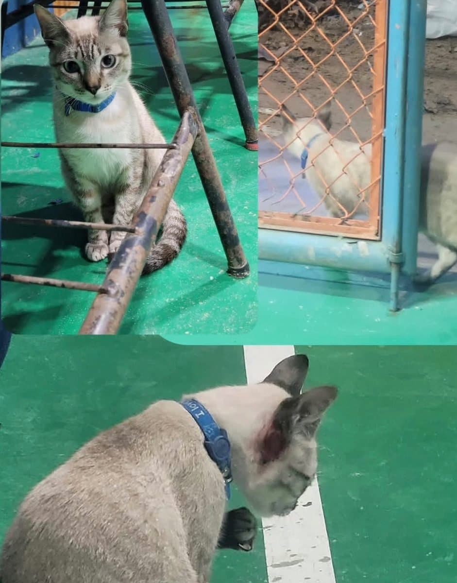 🟠 Caso de Abandono — Gatinho parece está perdido (tem coleira)