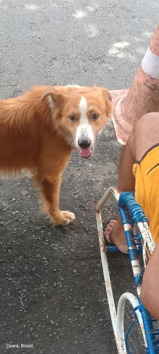 🟠 Caso de Abandono — Cachorro abandonado
